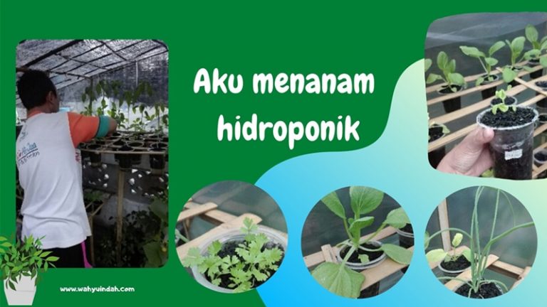 aksi menanam tanaman. saya memilih hidroponik